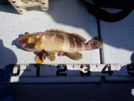 Aquanaut(アクアノート) 釣果