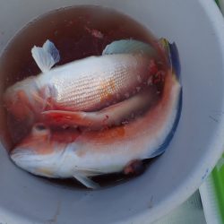 Aquanaut(アクアノート) 釣果