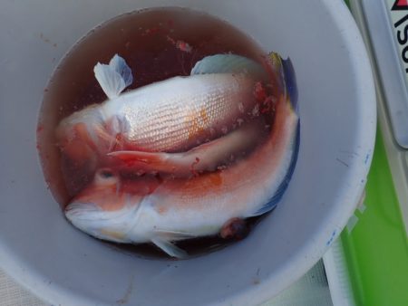 Aquanaut(アクアノート) 釣果