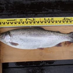 志高湖フィッシング 釣果