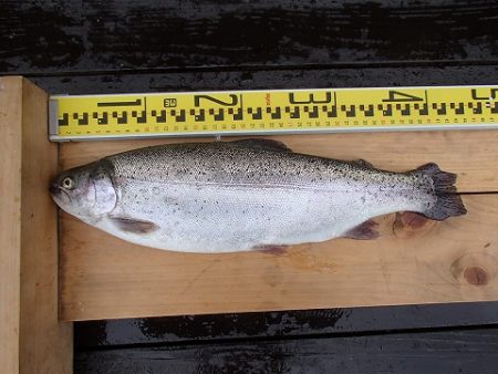 志高湖フィッシング 釣果