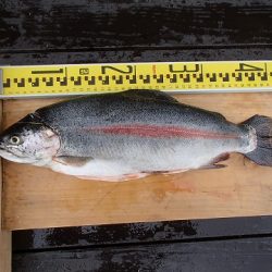 志高湖フィッシング 釣果