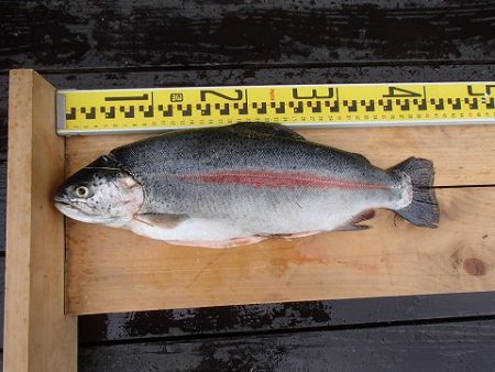 志高湖フィッシング 釣果