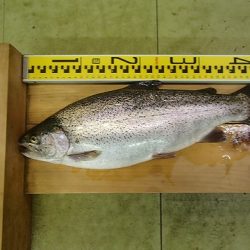 志高湖フィッシング 釣果