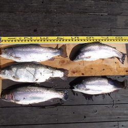 志高湖フィッシング 釣果