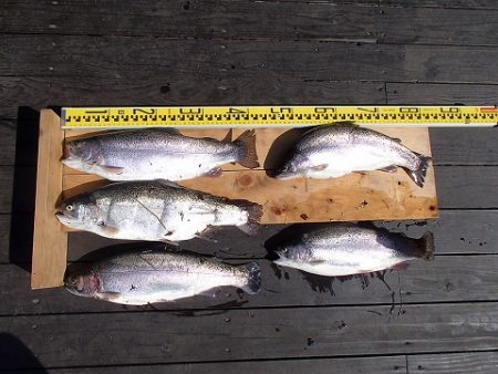 志高湖フィッシング 釣果