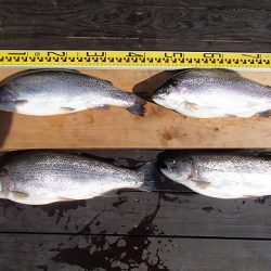 志高湖フィッシング 釣果