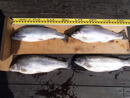 志高湖フィッシング 釣果