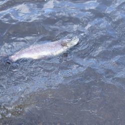 志高湖フィッシング 釣果