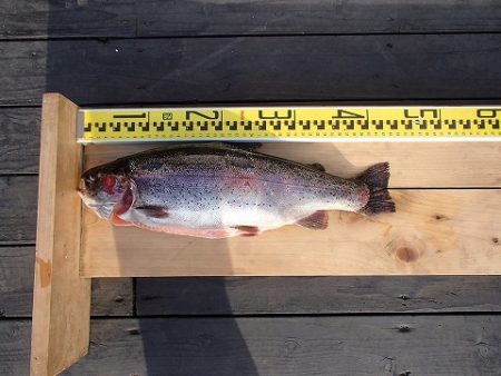 志高湖フィッシング 釣果