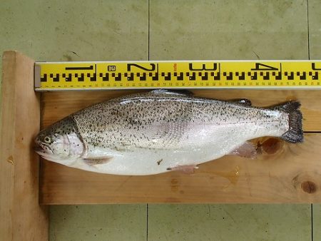 志高湖フィッシング 釣果