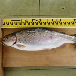 志高湖フィッシング 釣果