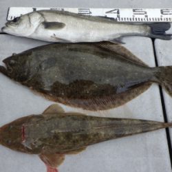 磯部釣船 直栄丸 釣果