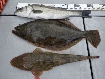 磯部釣船 直栄丸 釣果