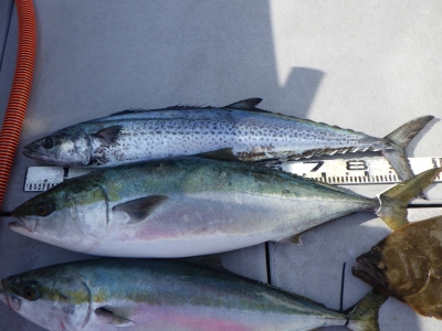 磯部釣船 直栄丸 釣果