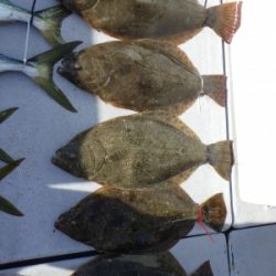 磯部釣船 直栄丸 釣果