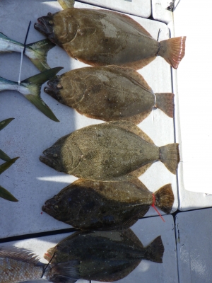 磯部釣船 直栄丸 釣果