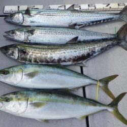 磯部釣船 直栄丸 釣果