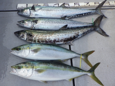 磯部釣船 直栄丸 釣果