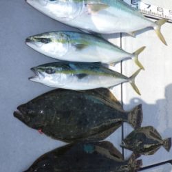 磯部釣船 直栄丸 釣果