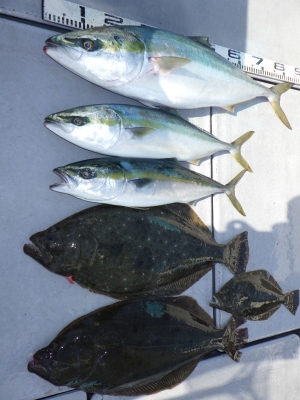 磯部釣船 直栄丸 釣果