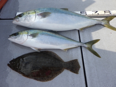 磯部釣船 直栄丸 釣果