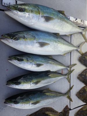 磯部釣船 直栄丸 釣果