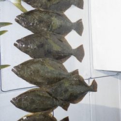 磯部釣船 直栄丸 釣果