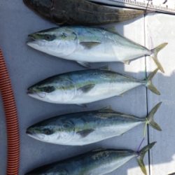 磯部釣船 直栄丸 釣果