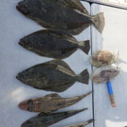 磯部釣船 直栄丸 釣果