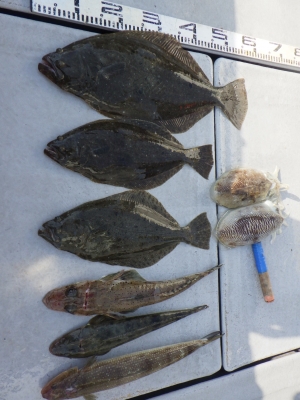 磯部釣船 直栄丸 釣果