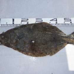 磯部釣船 直栄丸 釣果