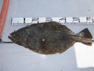 磯部釣船 直栄丸 釣果