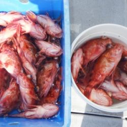 磯部釣船 直栄丸 釣果