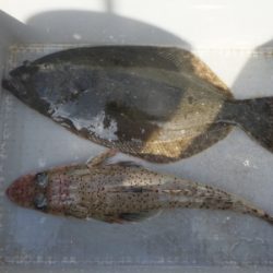 磯部釣船 直栄丸 釣果