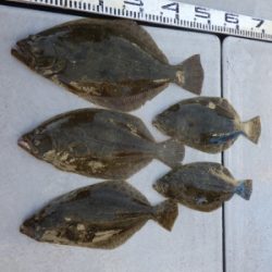 磯部釣船 直栄丸 釣果