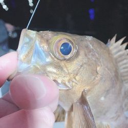 フィシングボートAir(エアー) 釣果