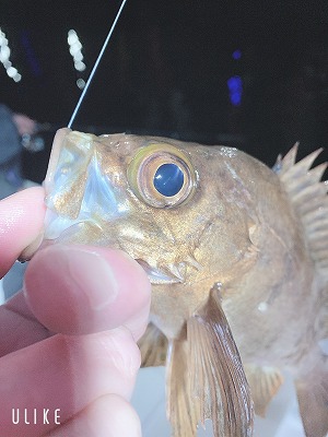 フィシングボートAir(エアー) 釣果