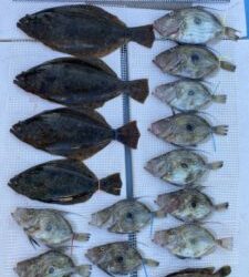 さぶろう丸 釣果