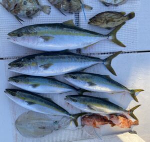 さぶろう丸 釣果