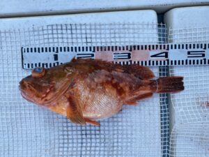 さぶろう丸 釣果