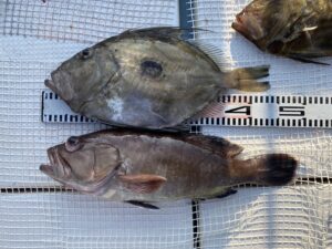 さぶろう丸 釣果