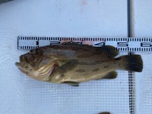 さぶろう丸 釣果