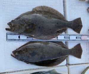 さぶろう丸 釣果