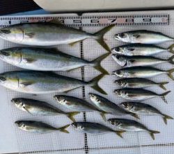 さぶろう丸 釣果