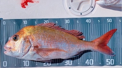 フィシングボートAir(エアー) 釣果