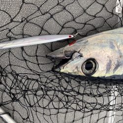 へいみつ丸 釣果