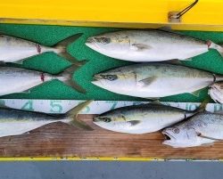 火遠理丸(ほおりまる) 釣果