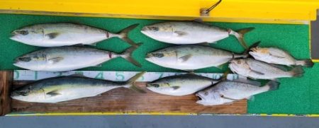 火遠理丸（ほおりまる） 釣果