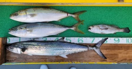 火遠理丸(ほおりまる) 釣果